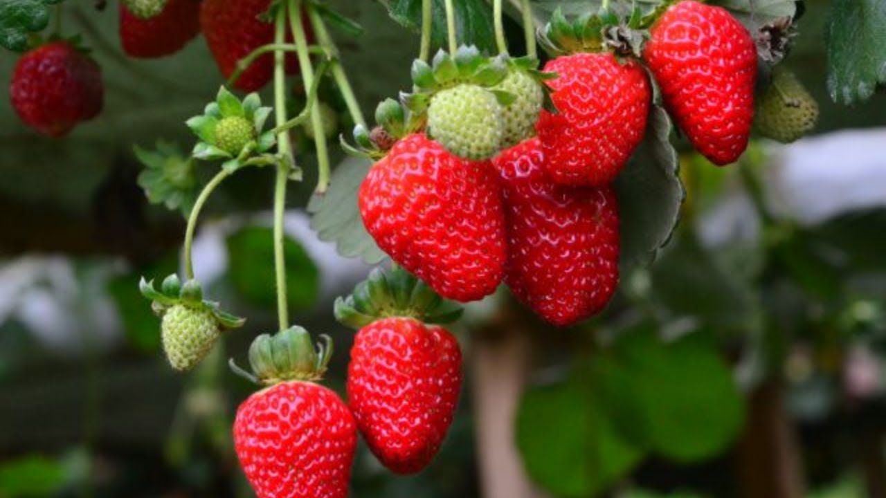 ADUBO Para Morango Explodir de Produção