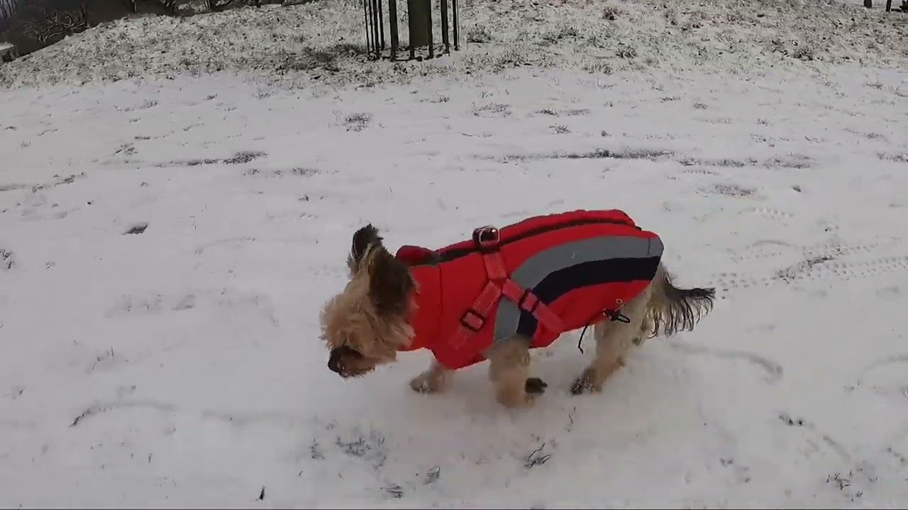 Yorkie in The Snow (January 2026)