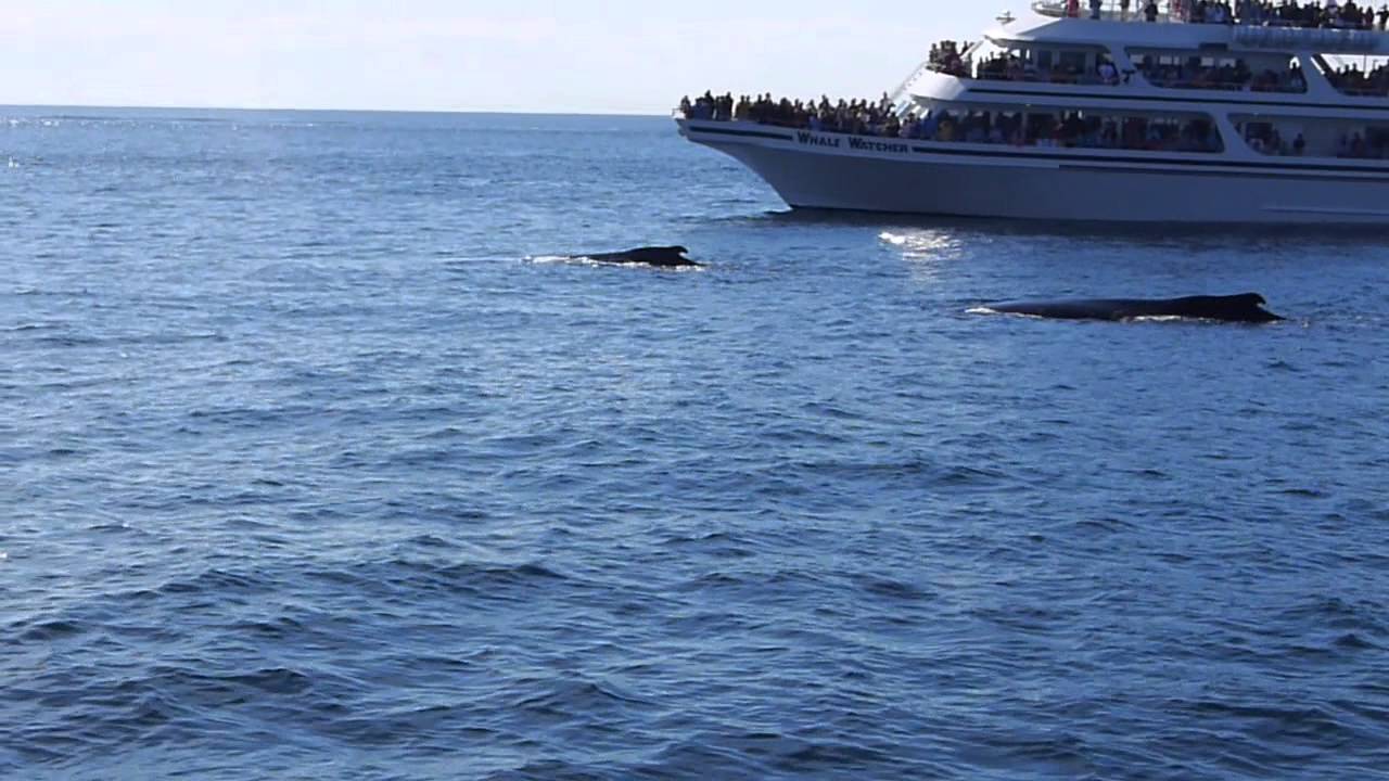 Captain John Whale Watching in Plymouth, MA