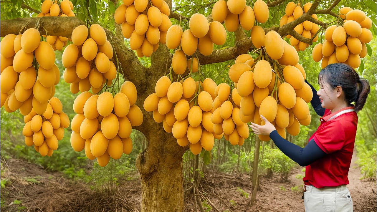 Harvesting Giant Golden Mango Plum & Go To Market Sell | Rare Fruit For The Super Rich