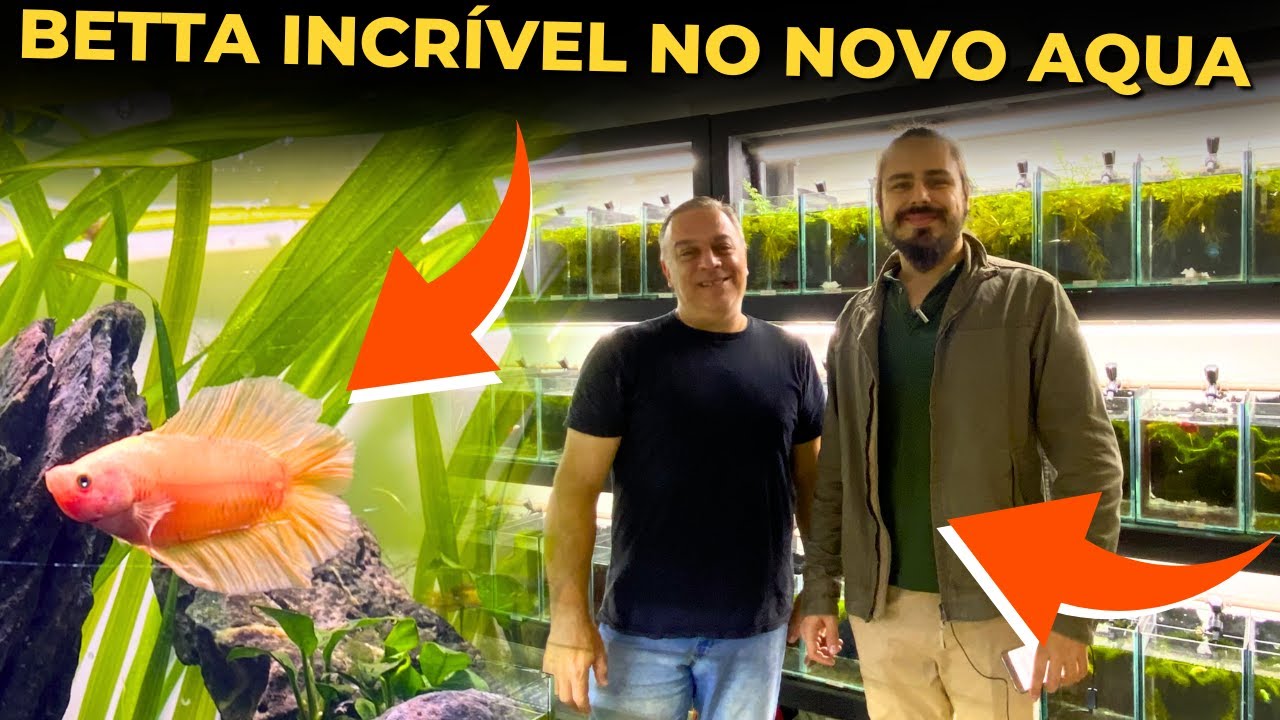 🔴FUI BUSCAR O BETTA MAIS TOP NA LOJA MUNDO DOS BETTAS |Mr. Betta|