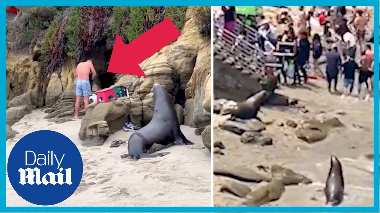 Barking sea lions chase sunbathers off at beach in San Diego