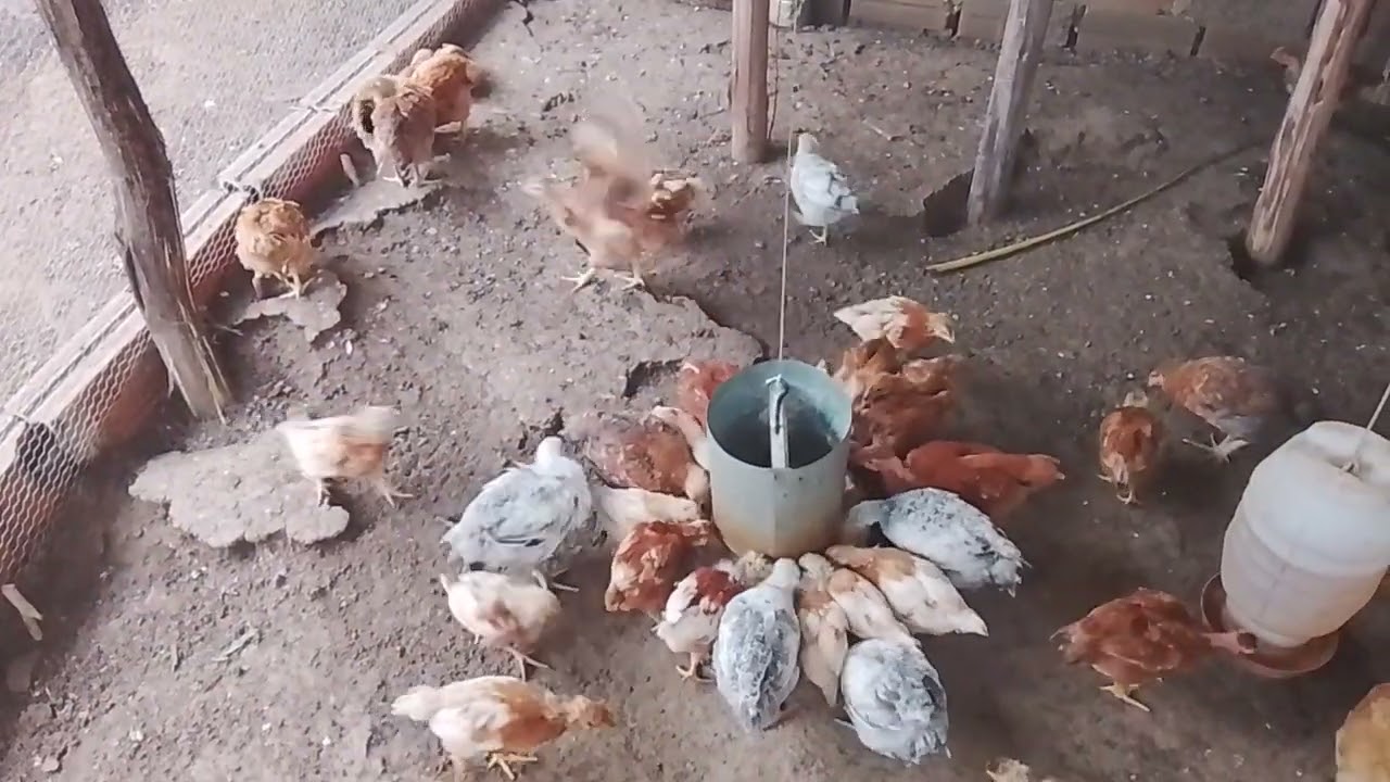 Olha o tamanho que os pintinhos já estão 