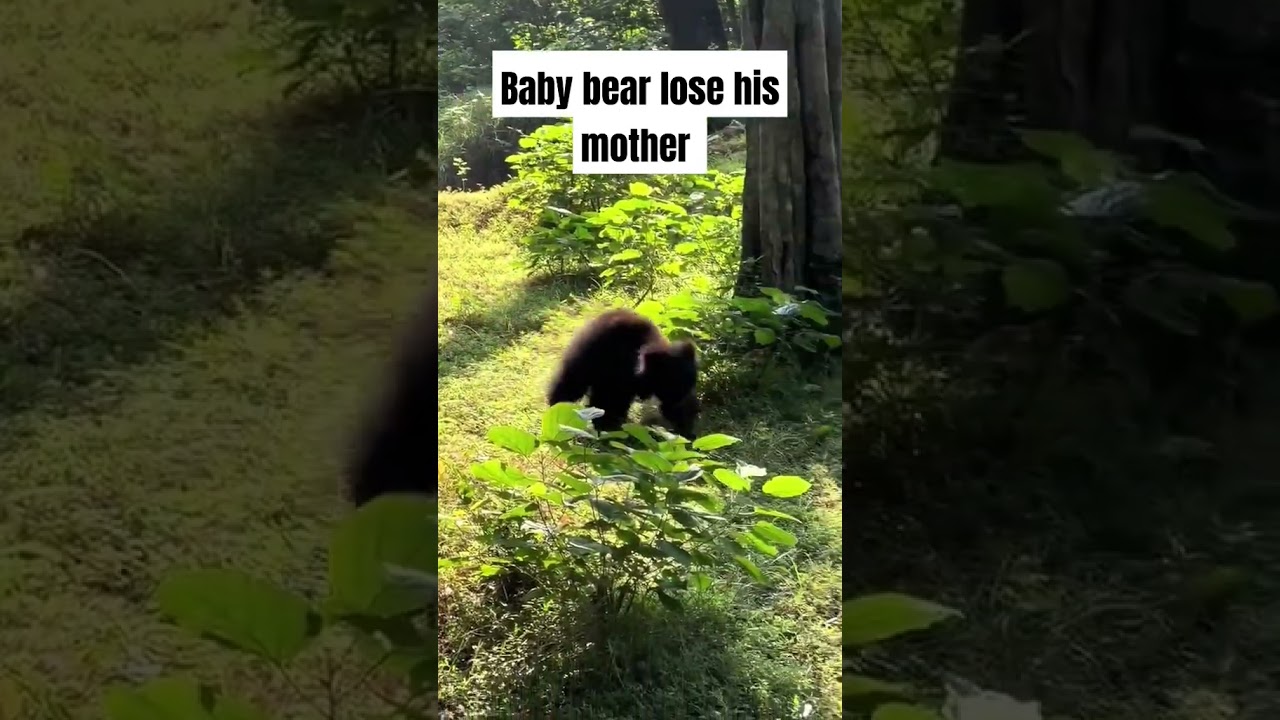 The baby bear has lose his mom and crying #travel #shorts #short #nature #mom #bear