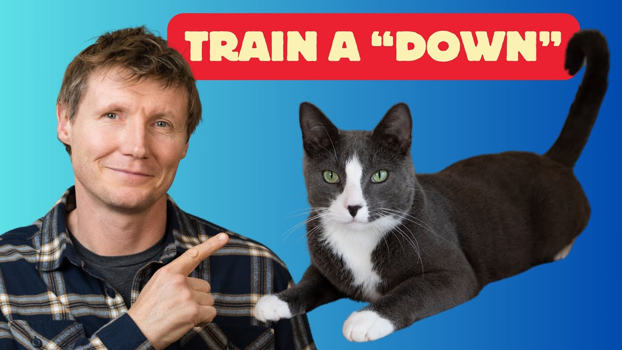 Teach Your Cat to Lie Down on Command (and Unlock a Deeper Bond!)