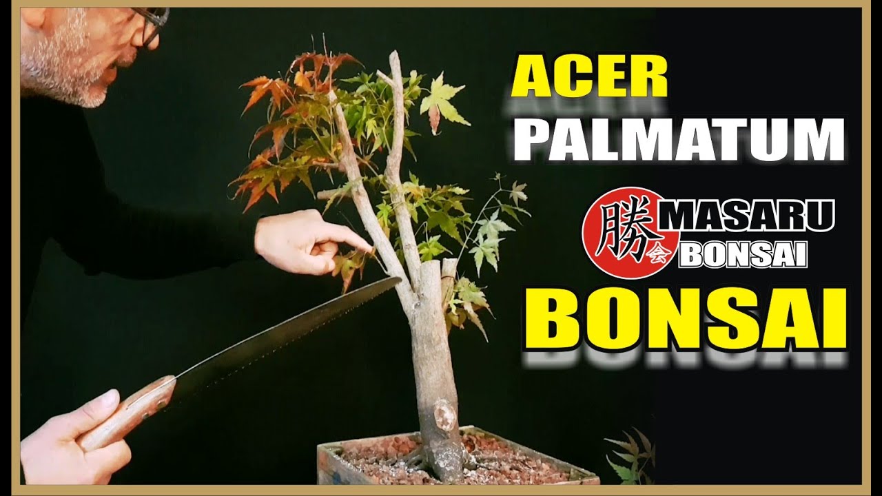 como podar un bonsai  ACER PALMATUM UN FUTURO BONSAI -  bonsai trees for beginners