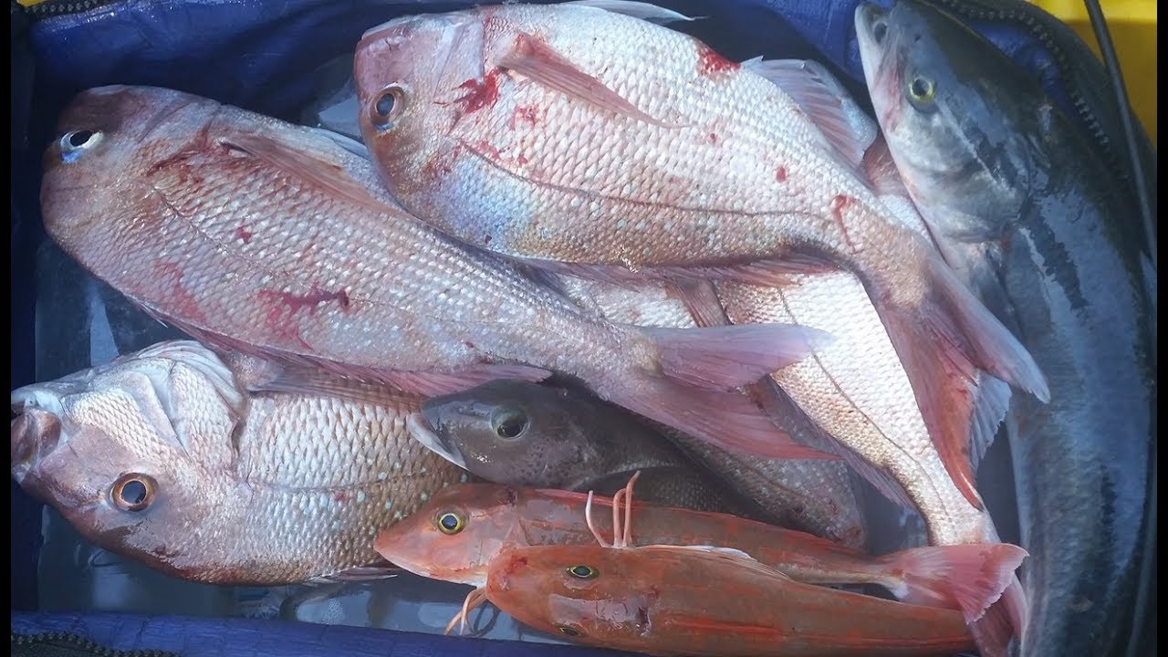 SharkerZ Fishing Videos - 17th June 2017