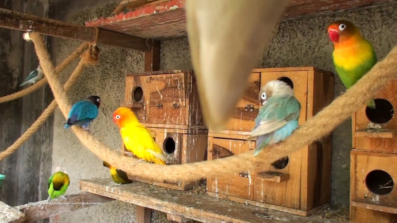 Lovebirds Aviary (Fischer & Personata) - Sunday, May 16th 2021