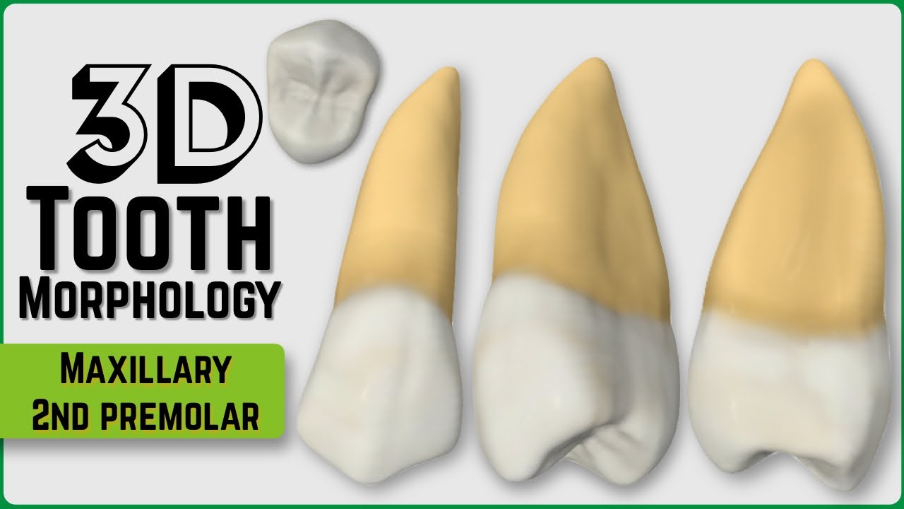 Permanent Maxillary Second Premolar (3D Morphology)
