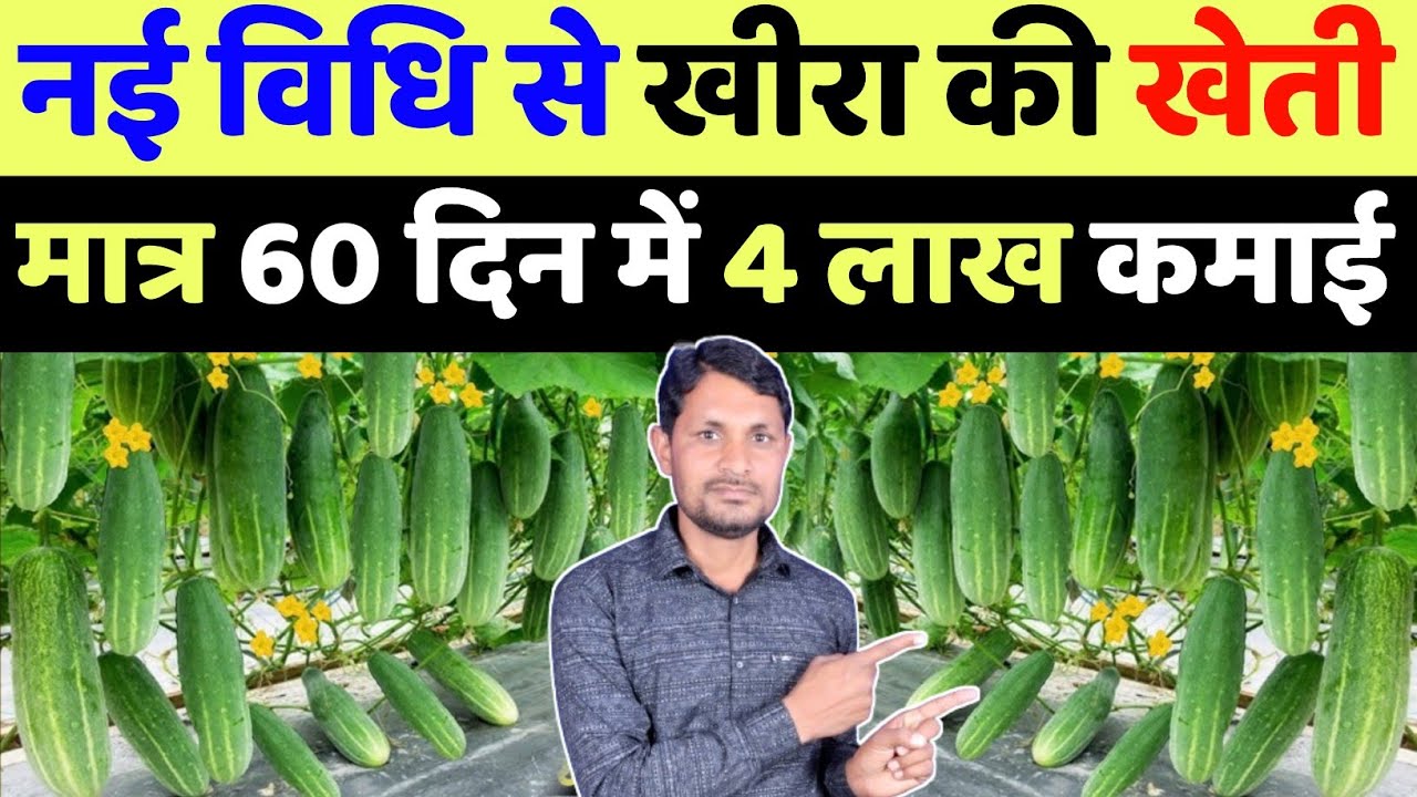 खीरा की खेती कब और कैसे करें | khire ki kheti kaise Karen | khira ki kheti kaise karen