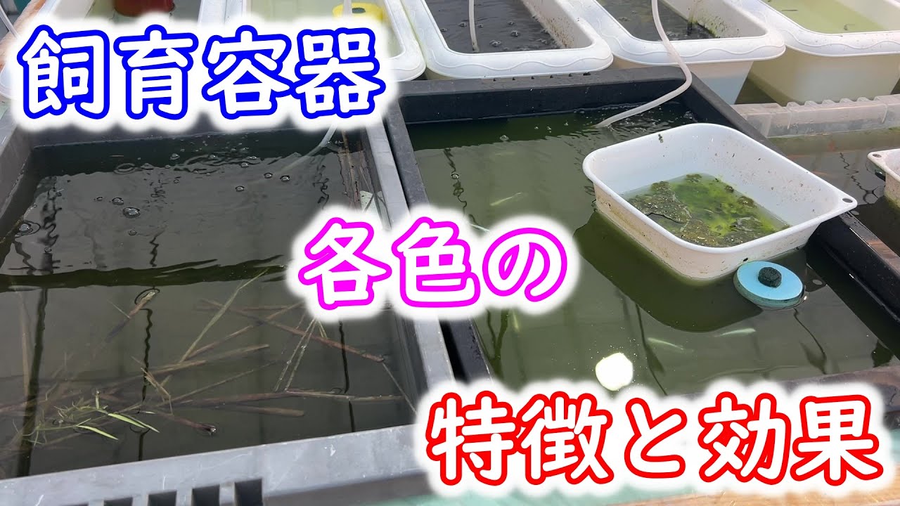 【めだか】飼育容器の色はどういう基準で選ぶべきか？特徴と効果で選択を。Ｂ型おやじ