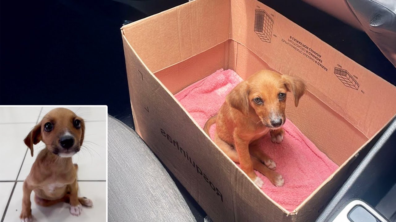 He Was Paralyzed and Left to Cry Alone in a Box — Begging for His Mother