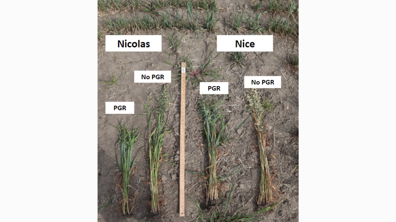 Increasing Lodging Resistance in Oats
