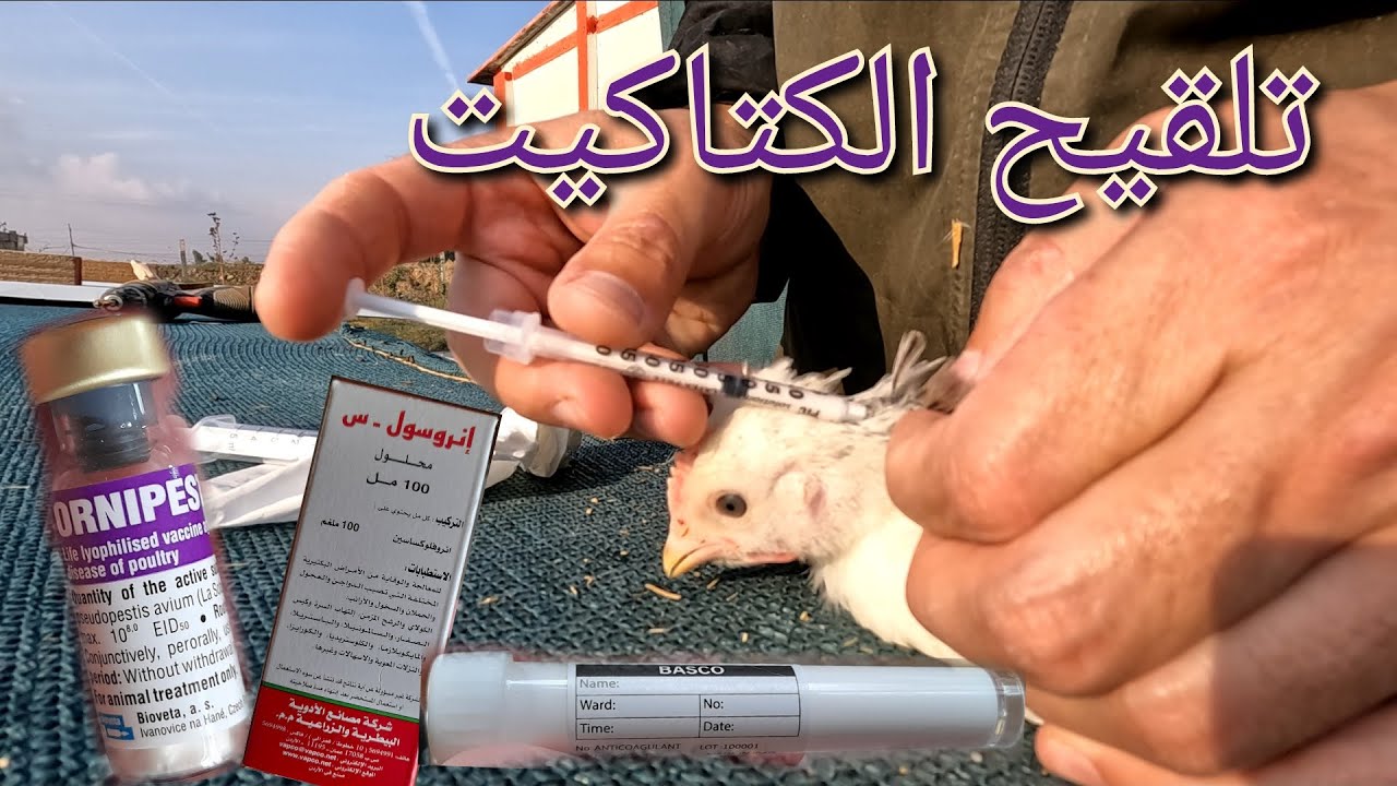 التلقيحات اللازمة للكتاكيت من أول يوم تفقيس حتى يكبر 🐣 ، كمية العلف للماعز 🐐(115)