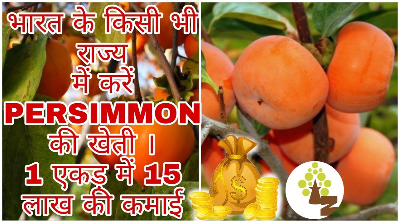Persimmon farming in hot climate lFuyu persimmon l जापानी फल l Modern Agriculture Persimmon Farming