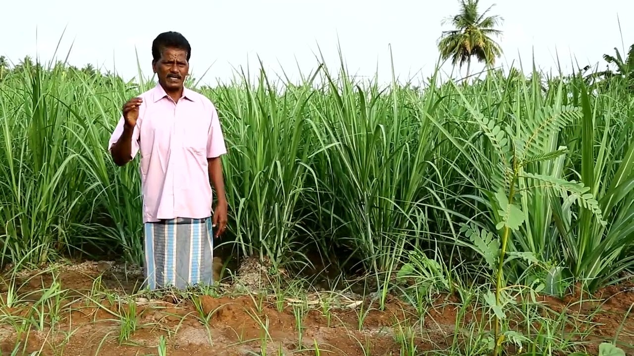 how to get 100 Mt per acre in sugarcane