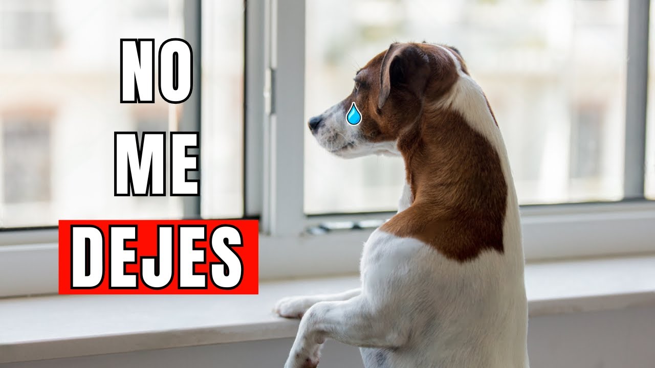 Nunca hagas esto cuando dejes a tu perro solo en casa