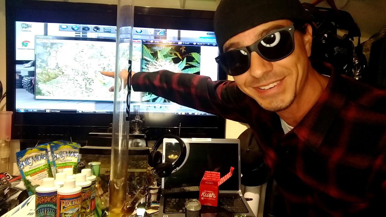 Best og kush in the world!