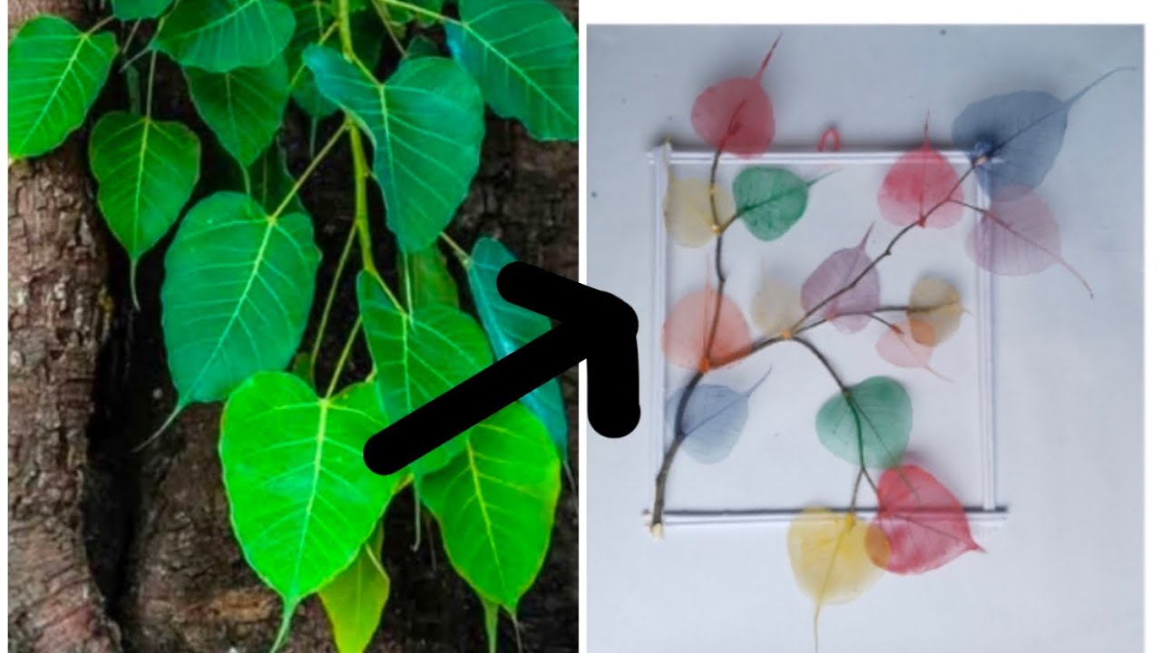 How to make peepal leaf skeleton /easy process skeleton leaf #wallhanging  #craft#AnamikaArts&Crafts