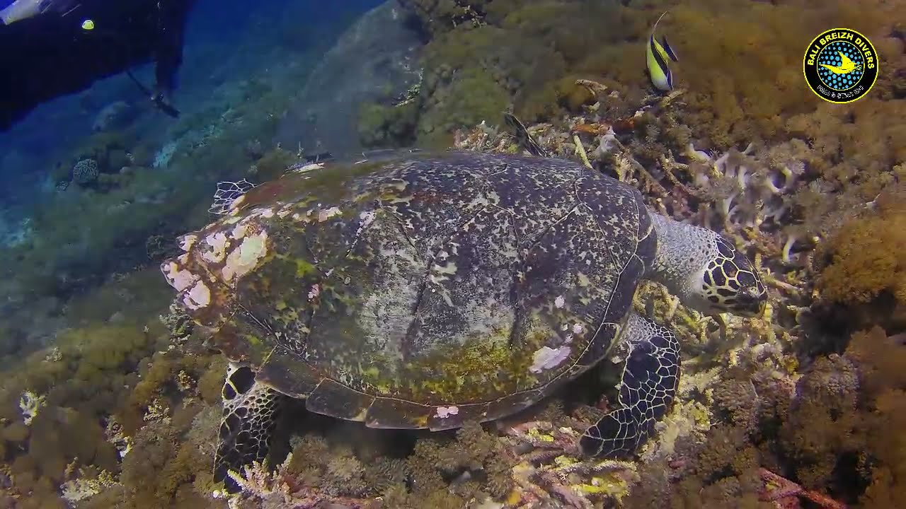 Bali Underwater Life by Bali Breizh Divers
