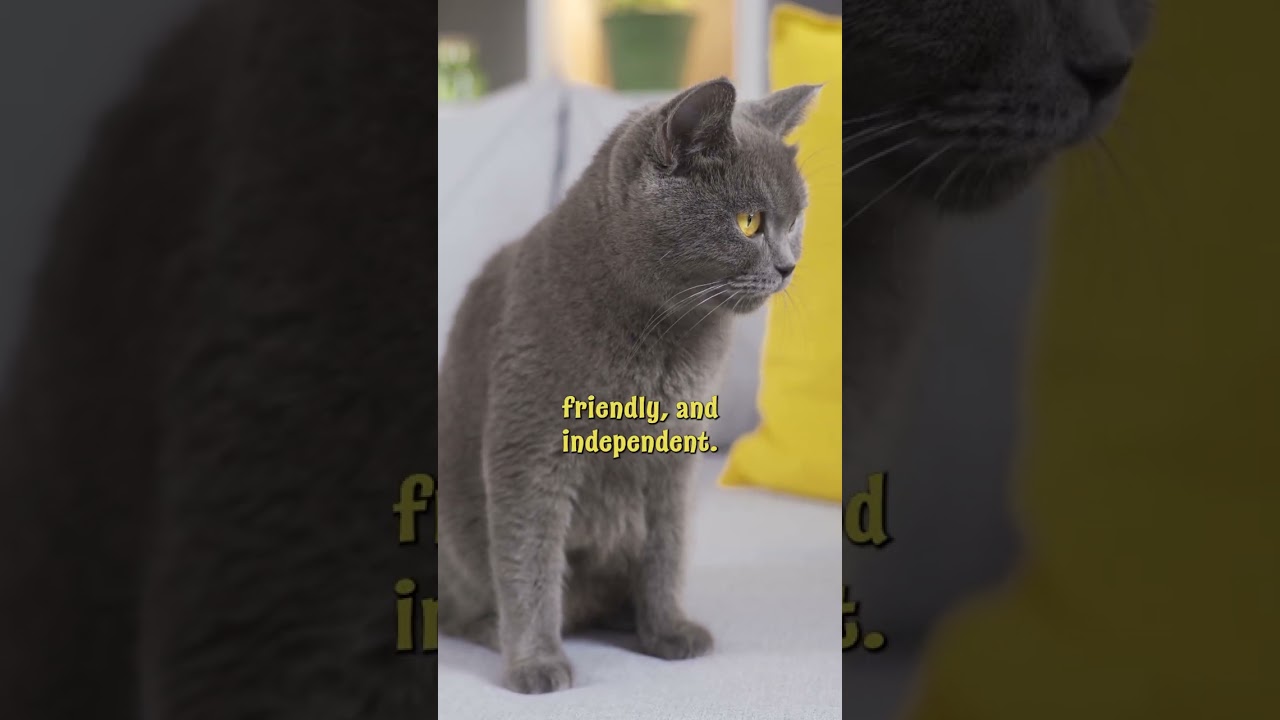 All About British Shorthair Cats: Characteristics & Care