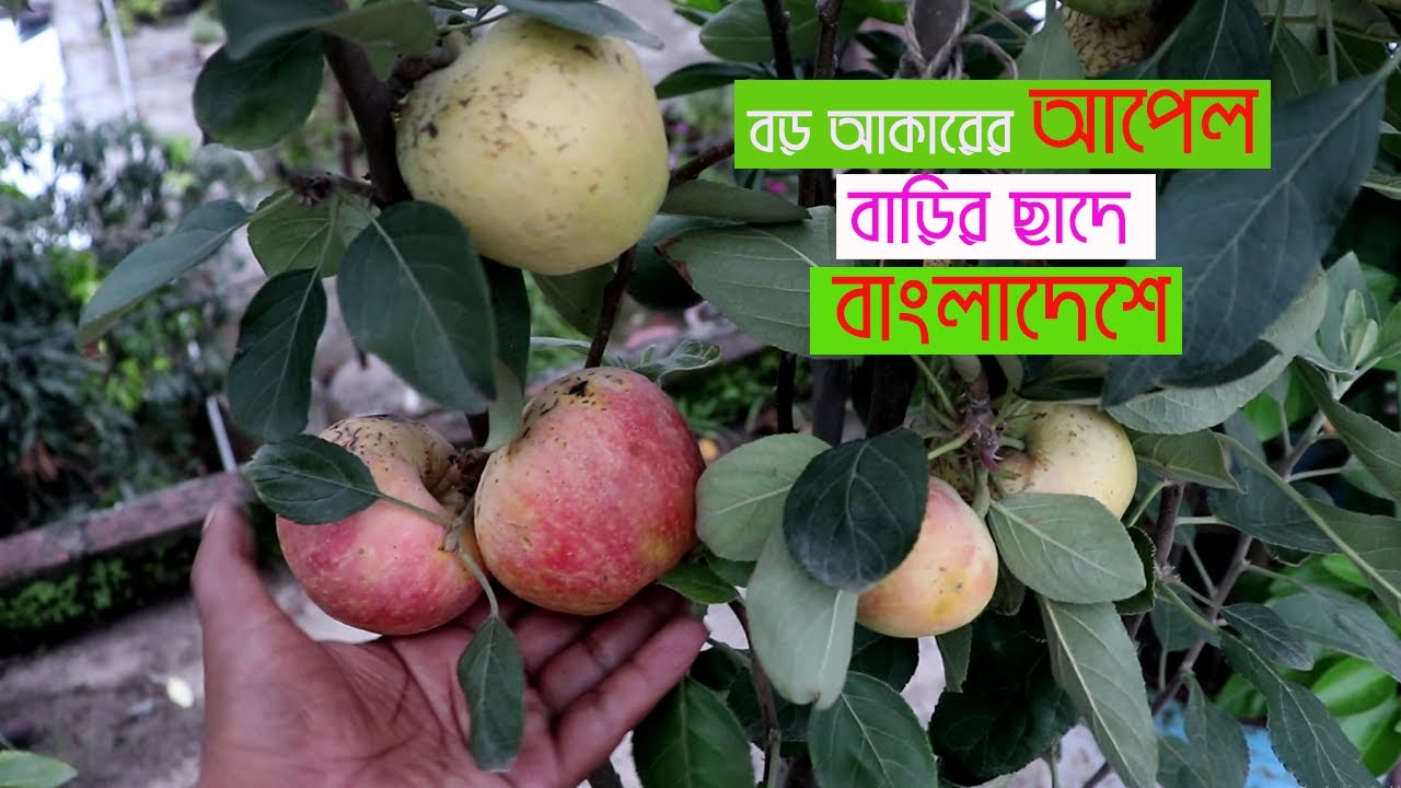 বাড়ির ছাদেই বড় আকারের আপেলের সফল চাষ বাংলাদেশের দিনাজপুরে/Apple farming in Bangladesh-HRMN99,DG