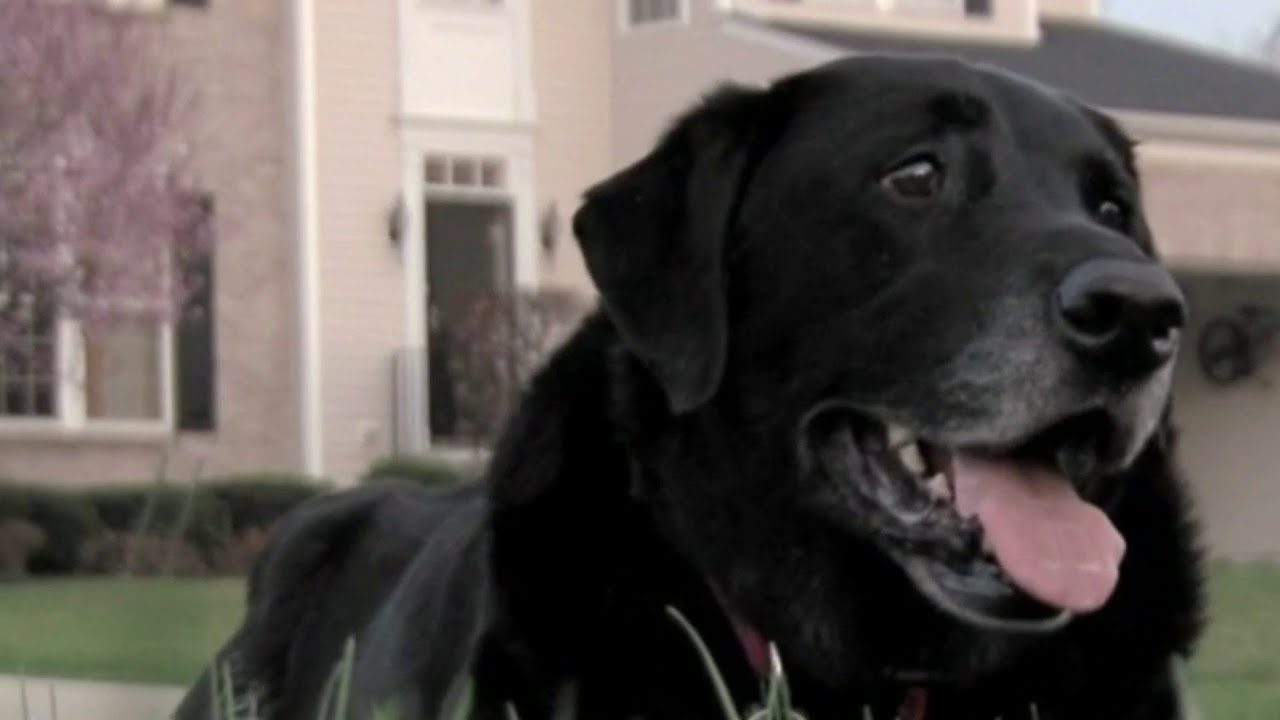 More companies starting to offer 'pawternity leave' to employees