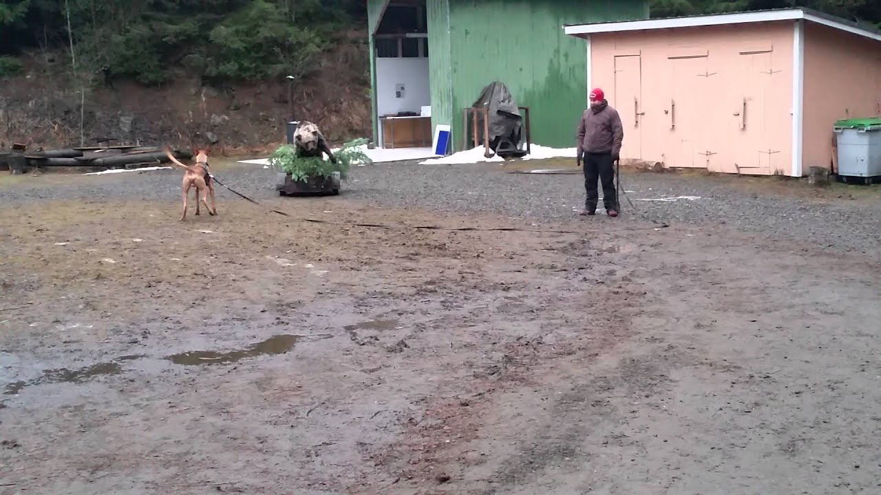 Mechanical bear test, Sawhorse's Wild Spirit