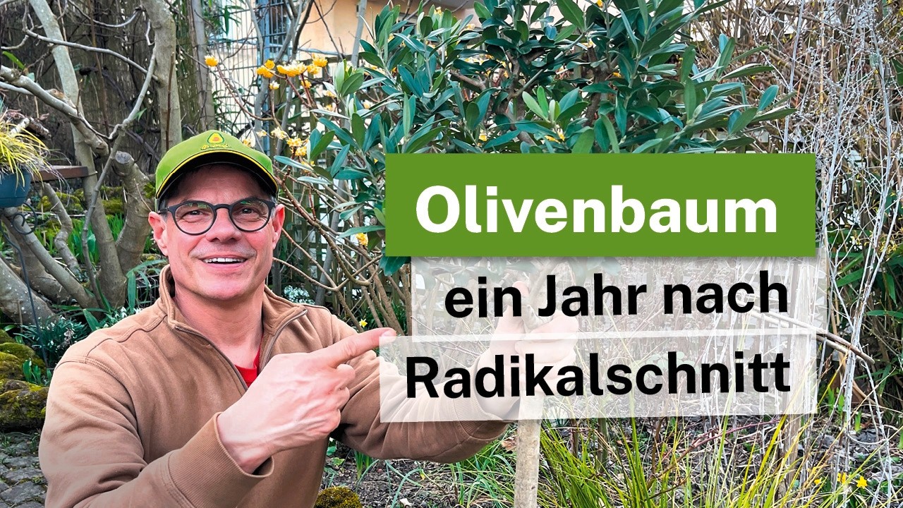 Olivenbaum radikal zurückgeschnitten: Das Ergebnis nach einem Jahr 🌿✨