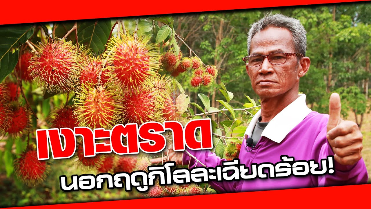 เทคนิคทำดอกปลูกเงาะนอกฤดูให้รอด ขายกิโลละ 90.- | เกษตรรวย