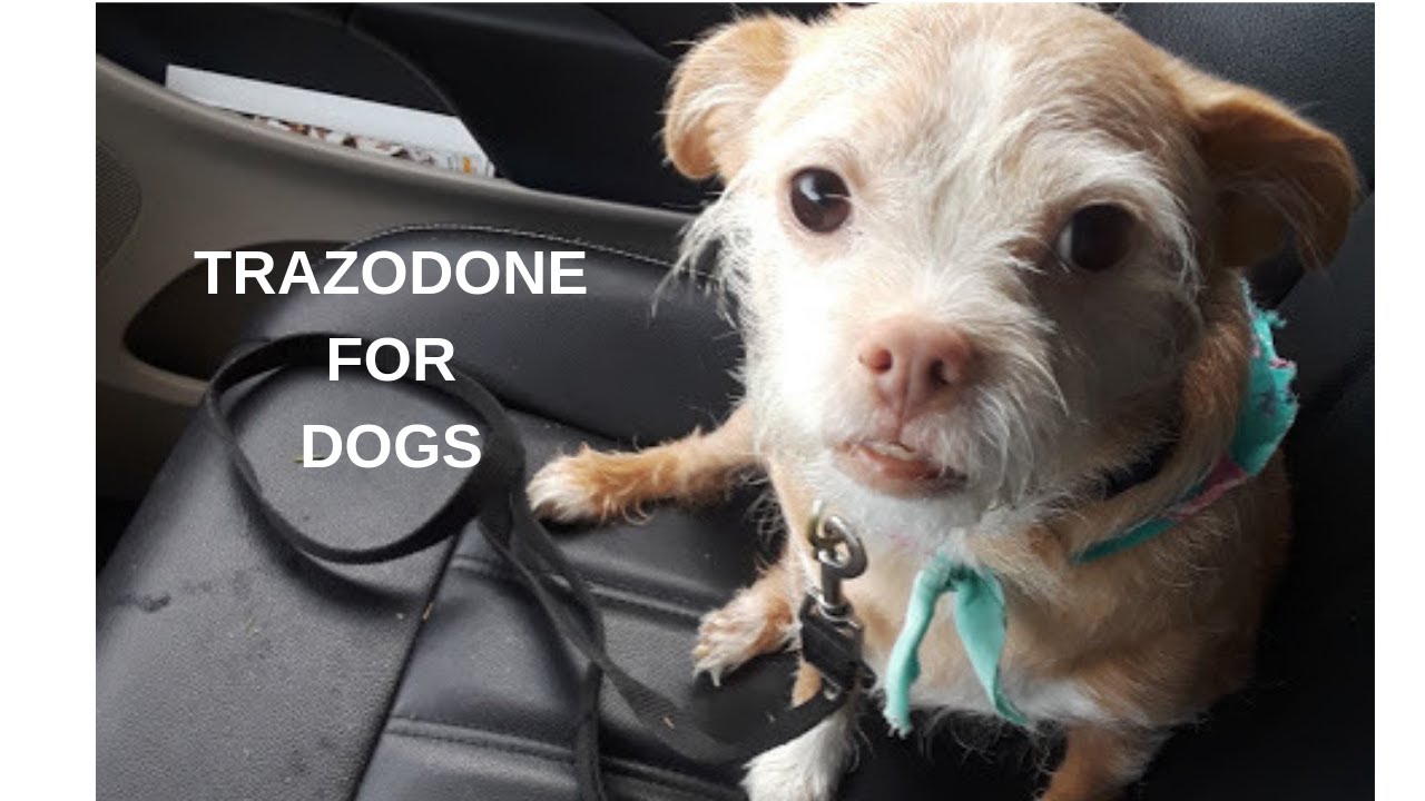 The Five Most Common Uses Of Trazodone For Dogs