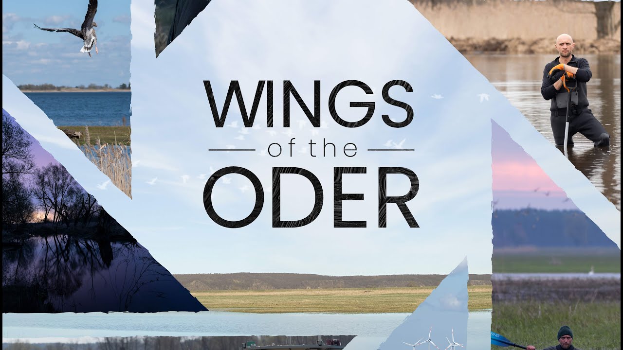 Wings of the Oder | A Rivers are Life Film