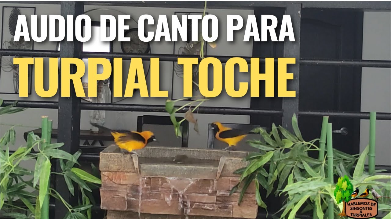 AUDIO / VIDEO.  TURPIAL MONTAÑERO (TOCHE) PARA ENSEÑARLE SUAVES MELODIAS A TUS AVES