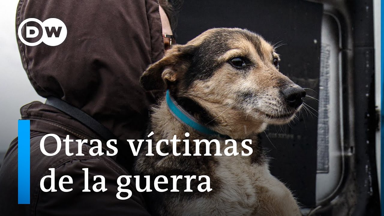 Ucrania: Un albergue acoge a mascotas que han perdido a sus dueños