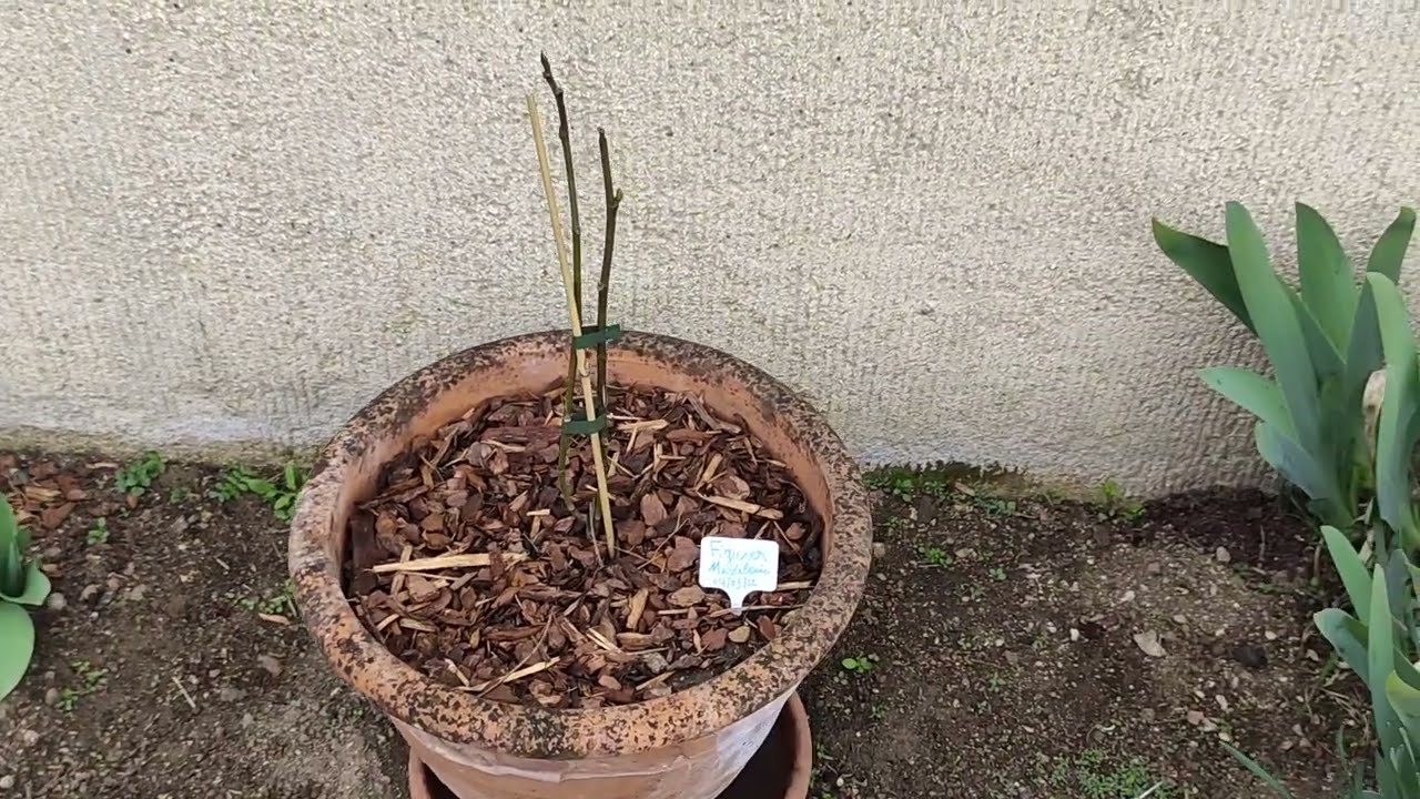 19🌱 Planter un figuier au jardin | En pot ou en pleine terre ? Le jardin en Mars