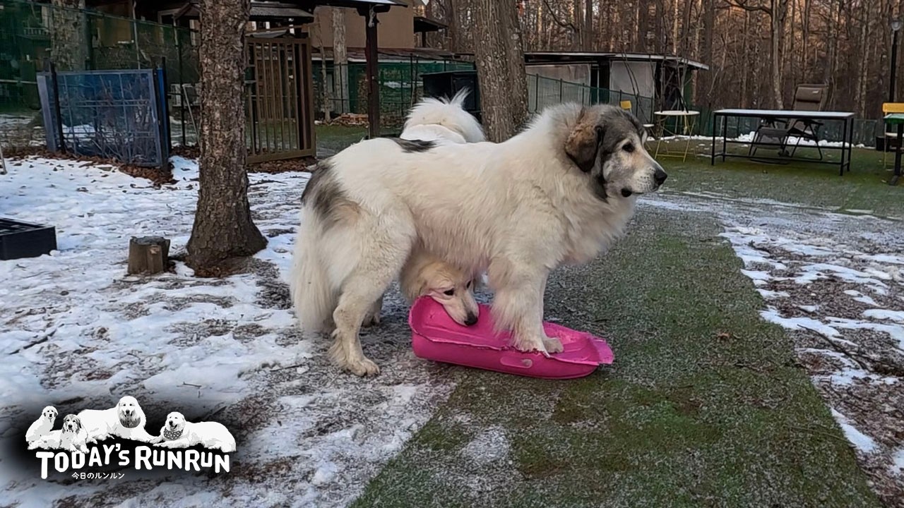 割り込まれてもリリーにピンクのソリを譲る大人なベルです　Great Pyrenees　グレートピレニーズ