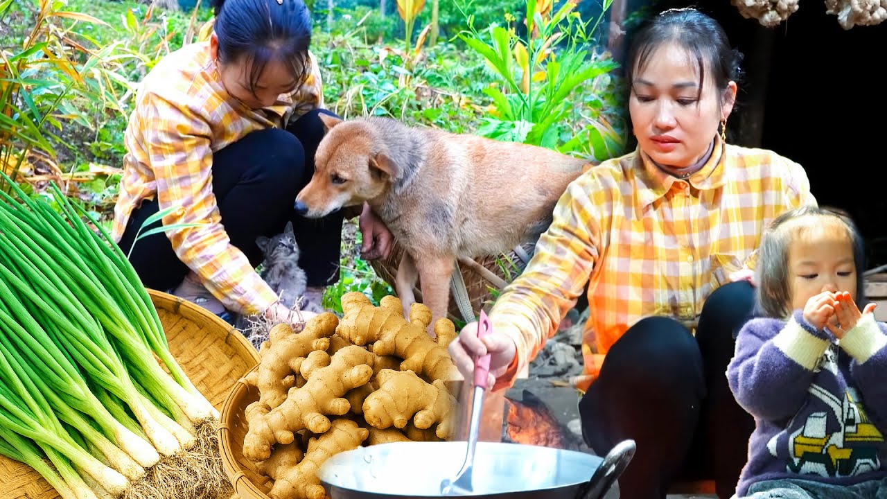 Harvesting Green Onions and Fresh Ginger – A Happy Family Dinner From Our Garden