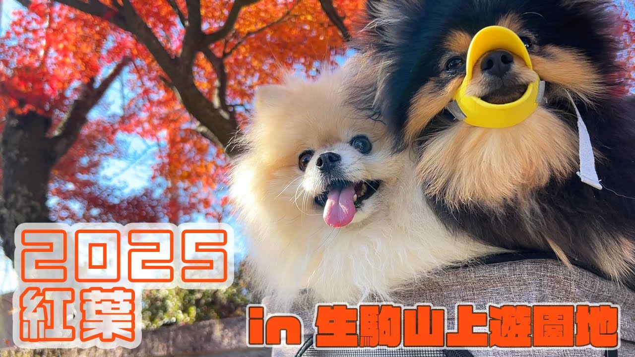 2年前に訪れたココは紅葉も最高でした！！【秋の生駒山上遊園地】