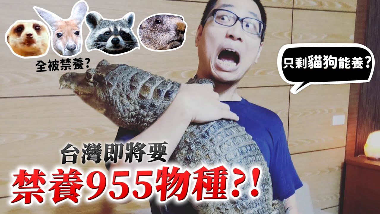 台灣即將禁養955物種!鱷魚.狐獴.袋鼠.浣熊.鱷龜.近千種被禁養?引發爭議?未來只剩狗貓能養了嗎?最新協商發展?【許伯簡芝】