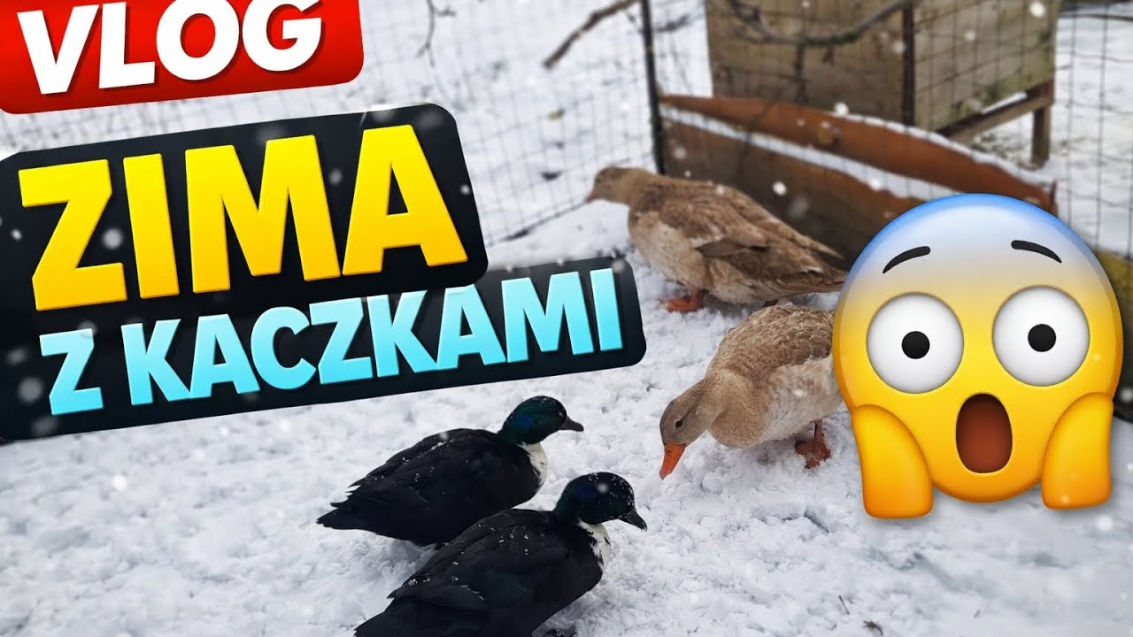 Zimowy dzień z kaczkami – mróz im niestraszny! #vLOG 1