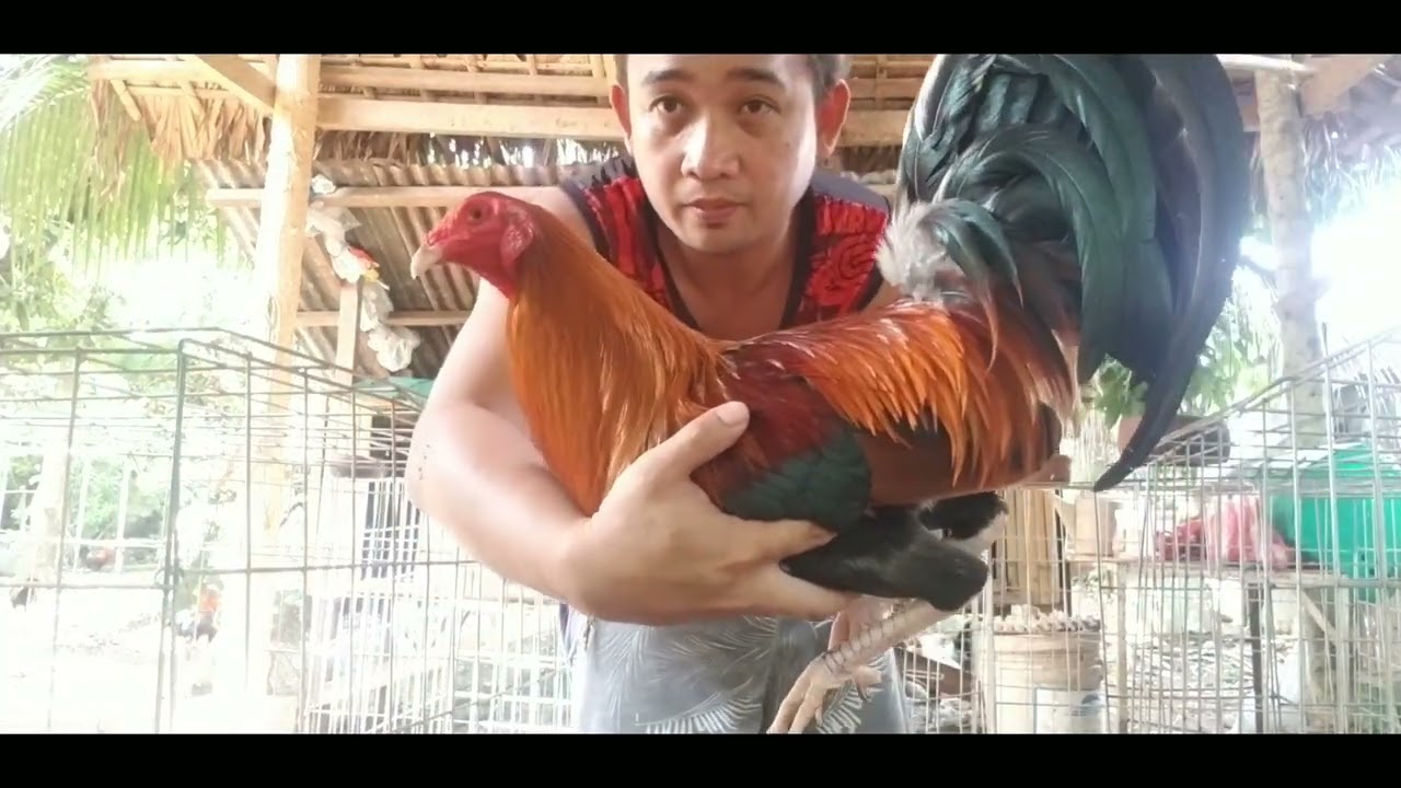 Pointing Tips 3 days Before The( F)/Chicken Tips