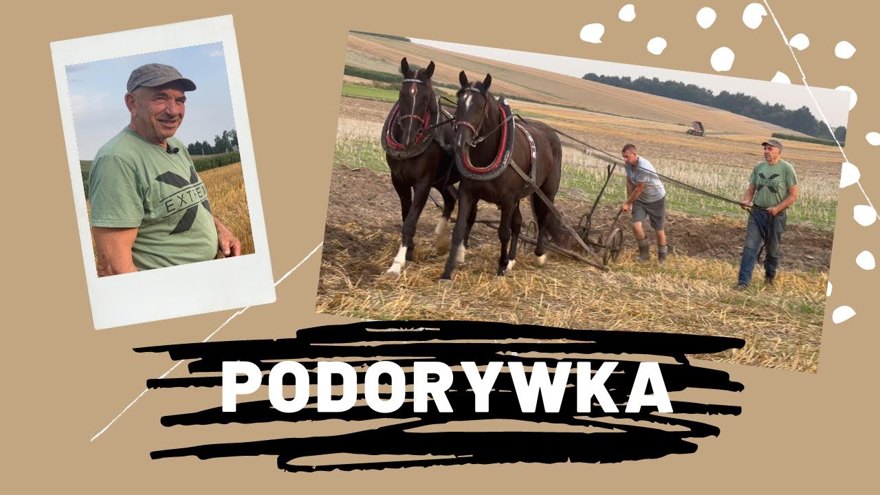 Stary Bronek i orze. Podorywka końmi