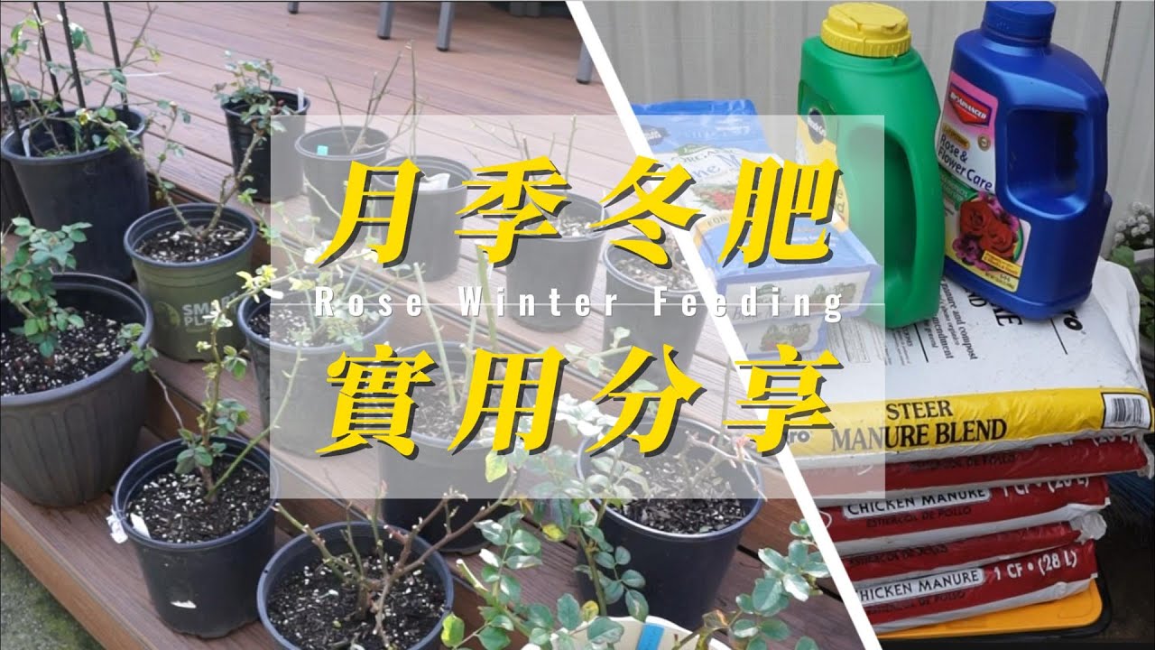 月季玫瑰冬肥怎么埋，春天才能爆花？缓释肥、骨粉、鸡粪要选哪一个？EP30