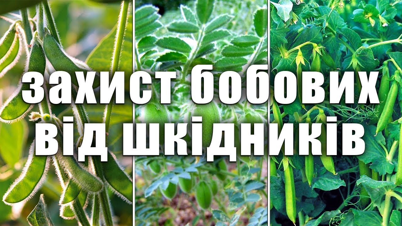 Защита бобовых от вредителей. Лучший инсектицид для сои, гороха, нута.