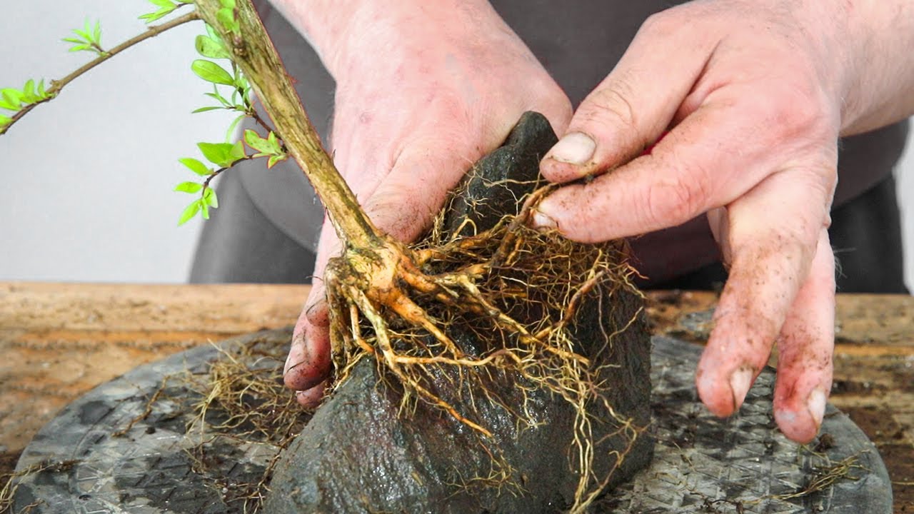 Honeysuckle Root over Rock bonsai