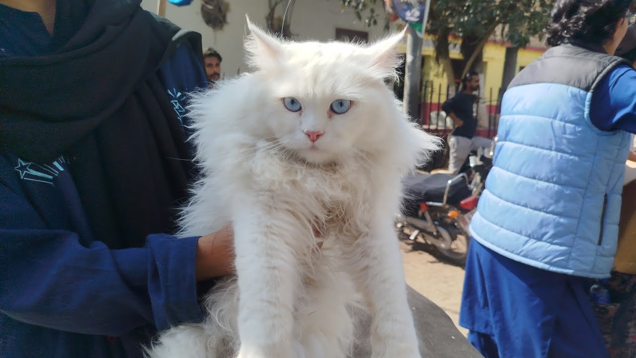 Dogs and cats Market Karachi 15/02/2026 🦮🐱🥰🔥❤️😍