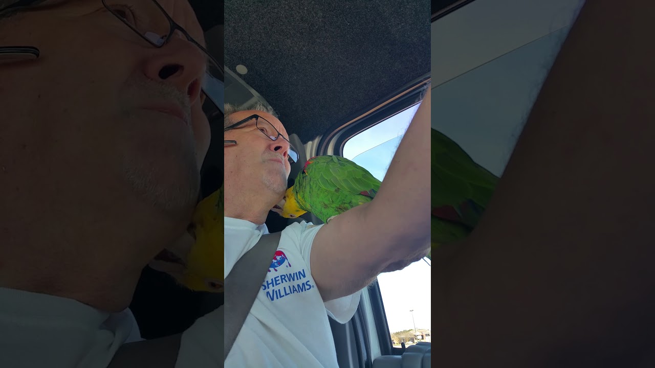 Verdi hugging me. Wait, do birds show affection?