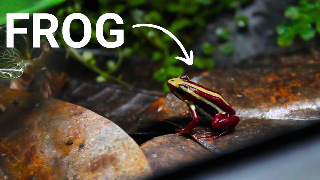 My Poison Dart Frogs (Epipedobates anthonyi 