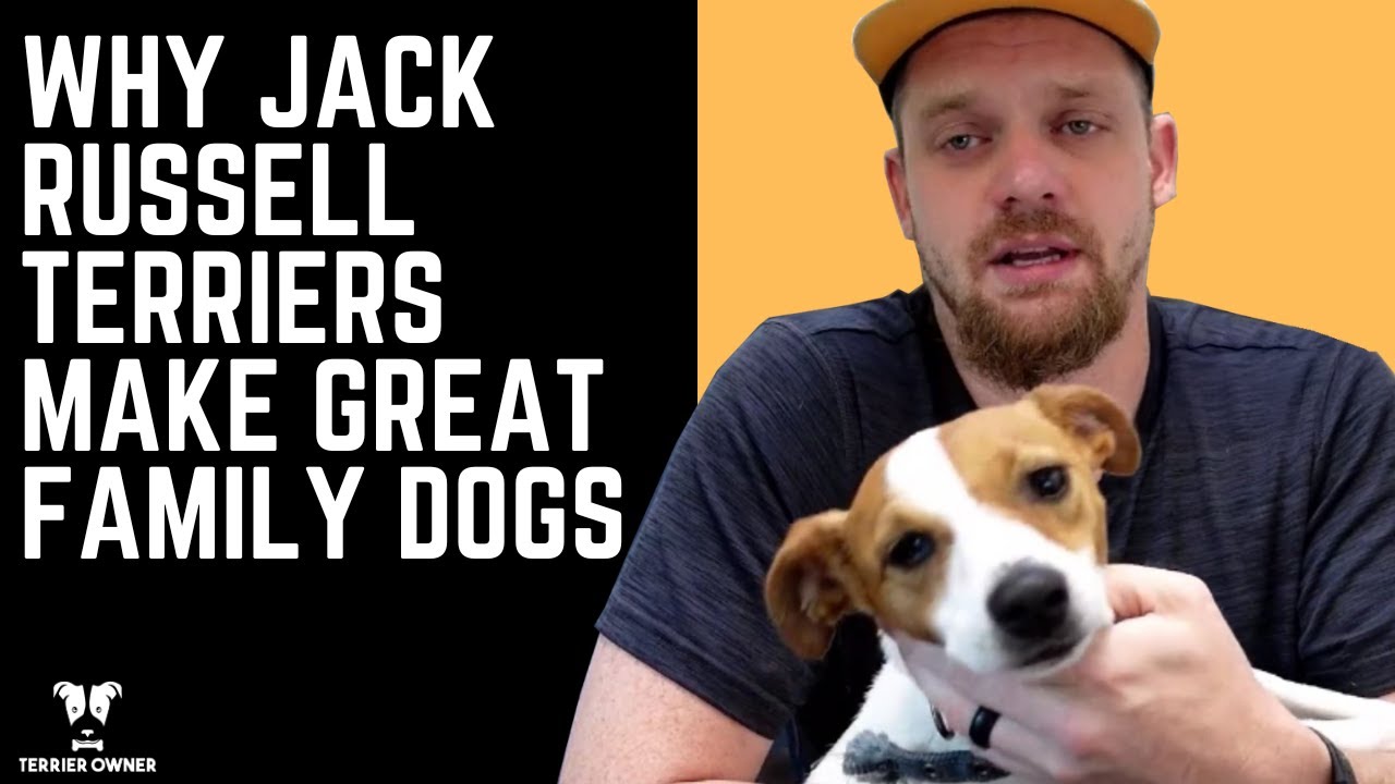 Why Jack Russell Terriers Make Great Family Dogs