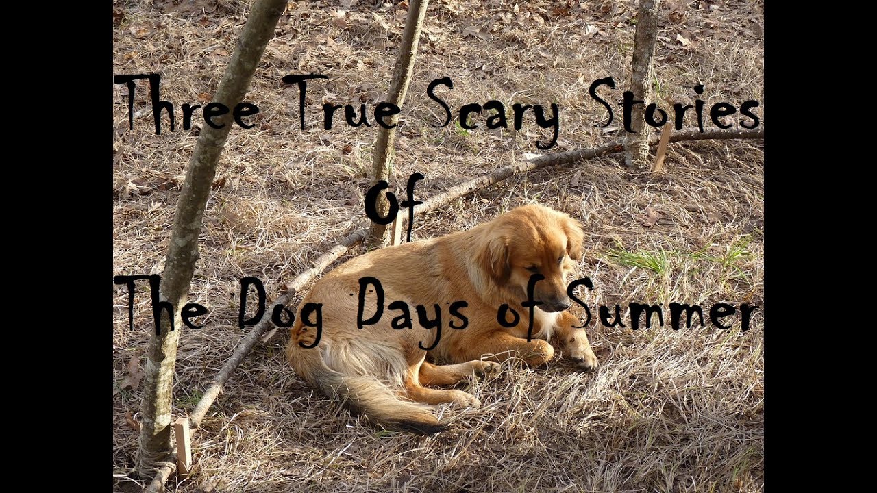 Three True Scary Stories of the Dog Days of Summer